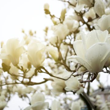 magnolia flowers background with copy space