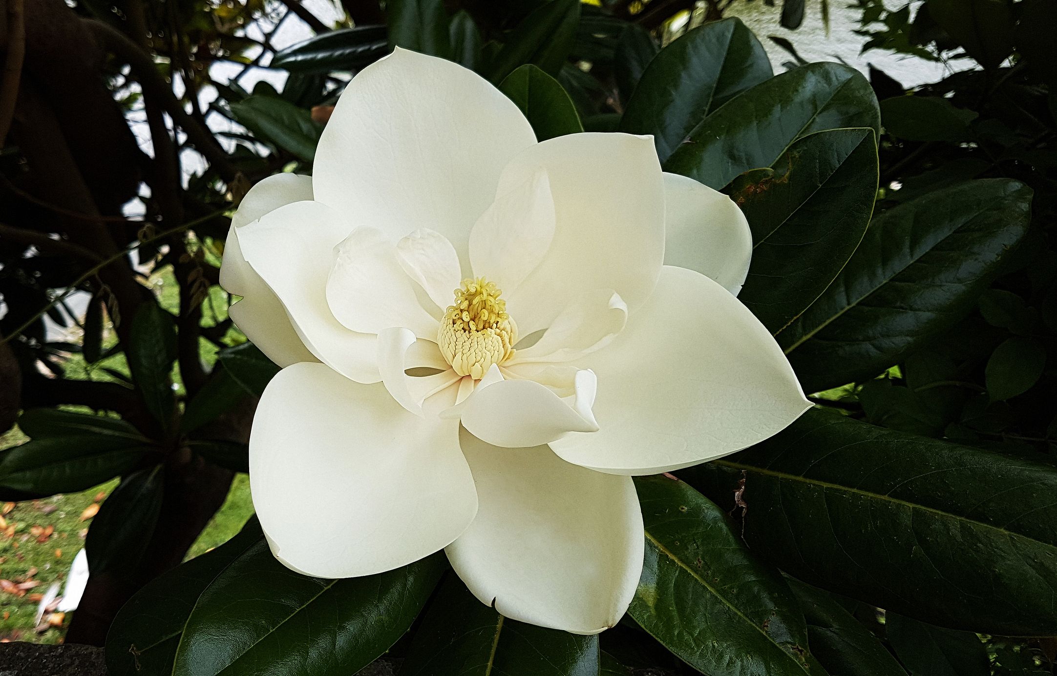 Big white flowers discount