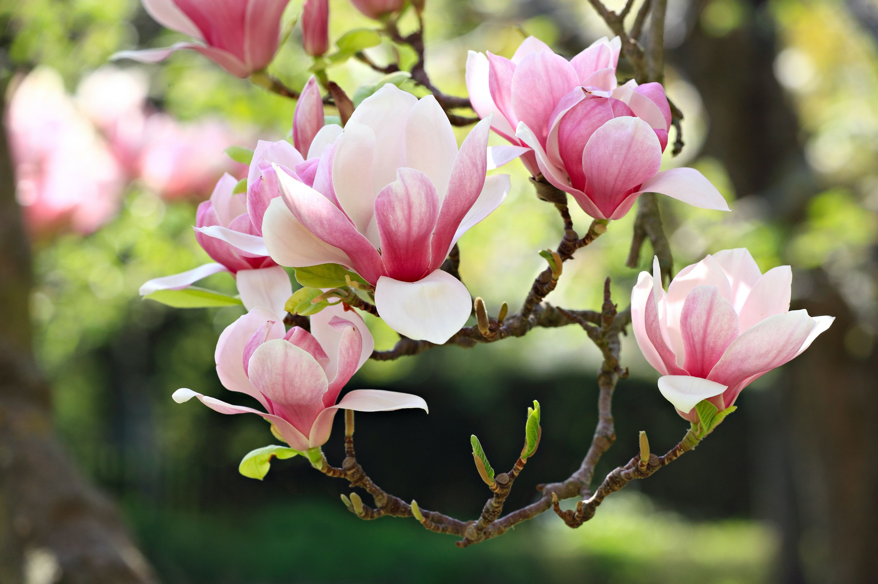 Magnolia Flower Look Like | Best Flower Site