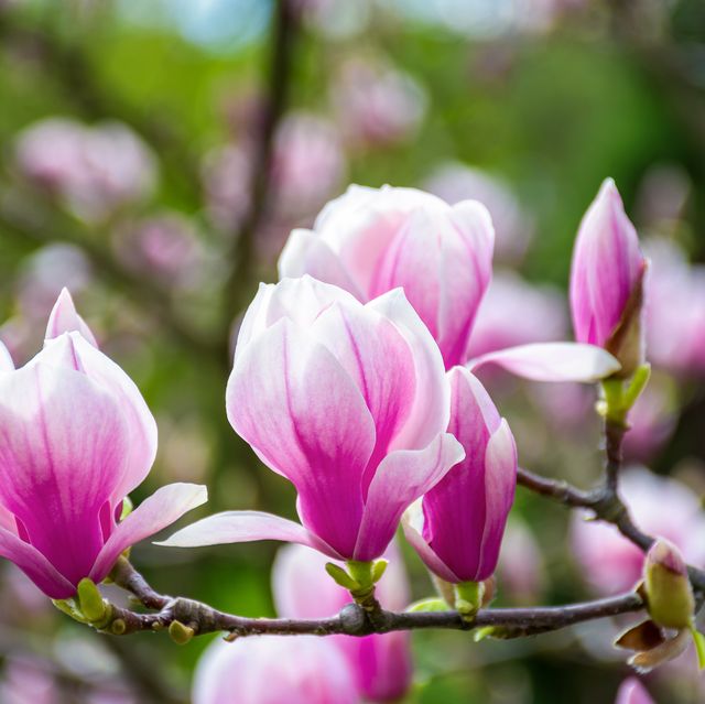 magnolia flower blossom in spring