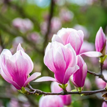 magnolia flower blossom in spring