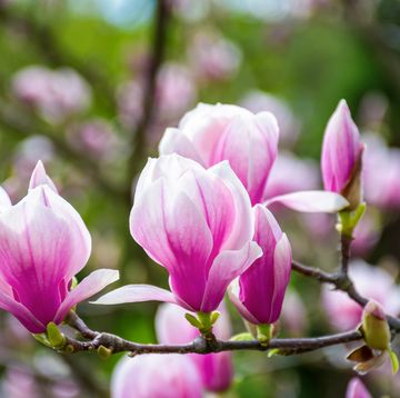cómo cuidar un árbol de magnolio