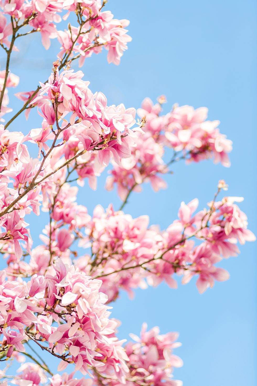 magnolia tree against a clear blue sky