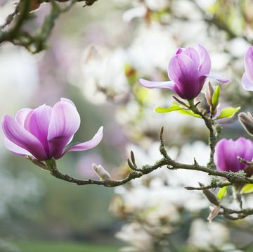 spinners garden and nursery, hampshire pink flowers of magnolia serene