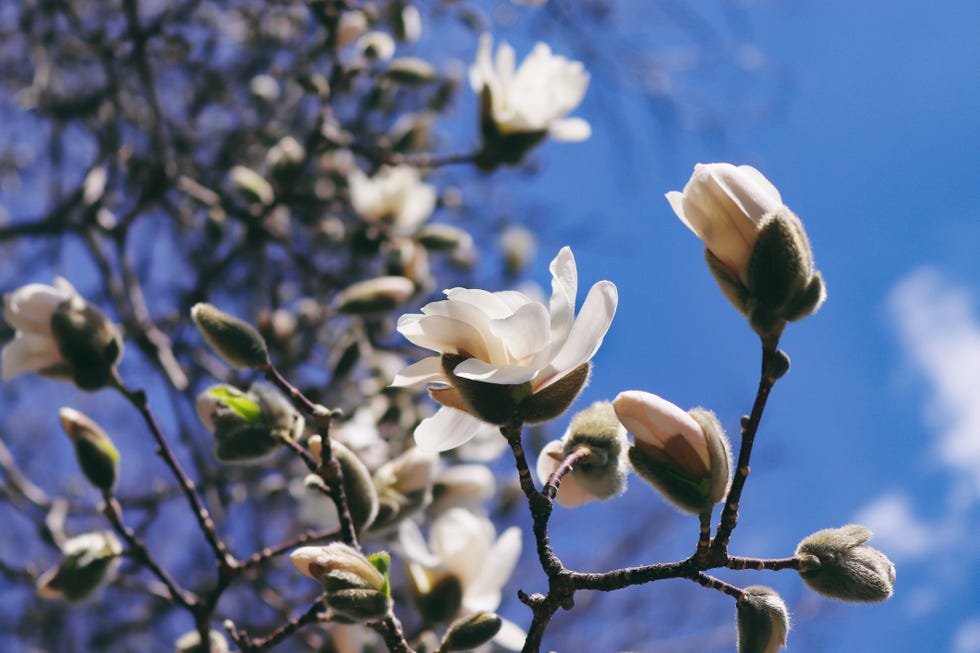 Magnolias in full bloom