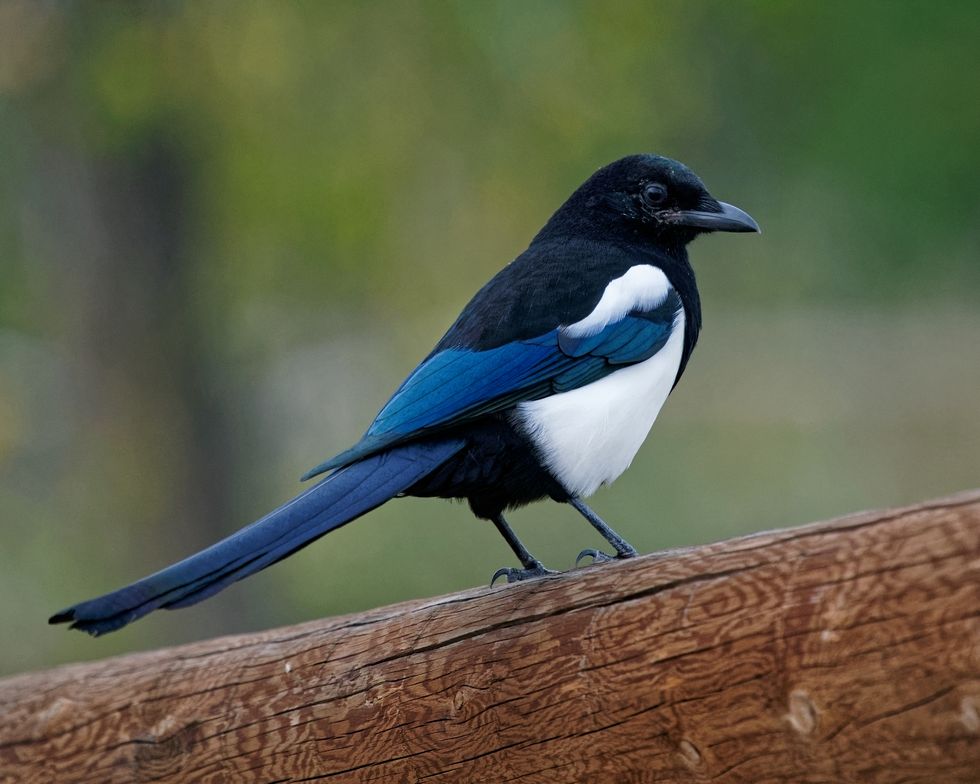 Magpie on fence in soft light