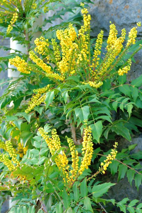 mahonia japonica is an evergreen shrub, which has been extensively cultivated in japan and is commonly called japanese mahonia, although it is native to china fragrant yellow flowers in loose, spreading to pendant racemes bloom in late winter to early spring march april flowers are followed by ornamentally attractive grape like bunches of small waxy fruits which mature to blue black in late spring to early summer