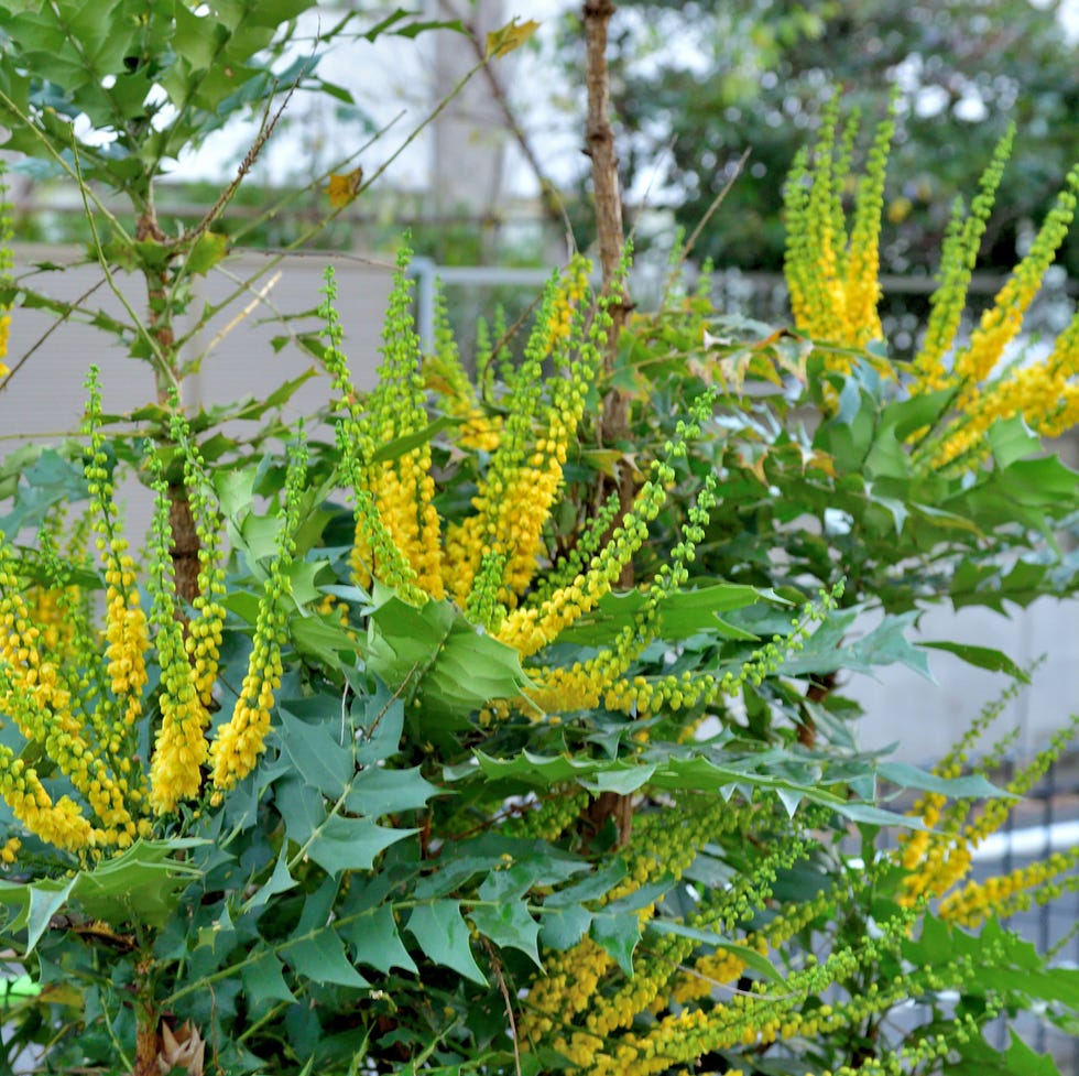 winter flowers mahonia