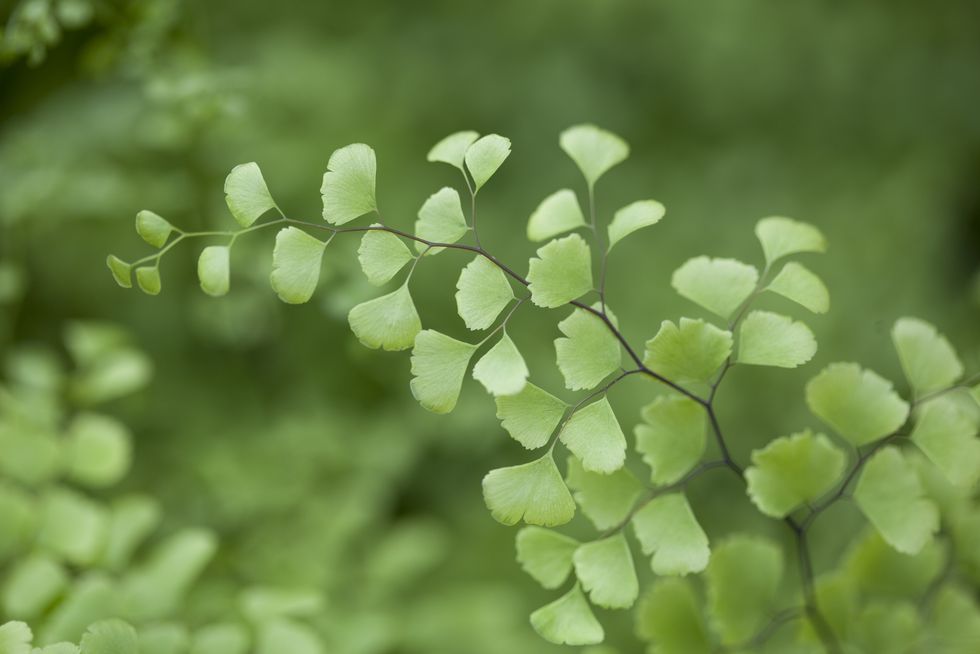 how to care for maidenhair ferns