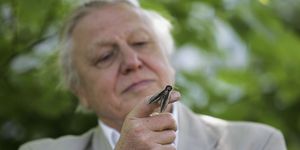 Sir David Attenborough Launches National Moth Recording Scheme at london Zoo