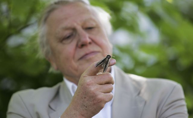 Sir David Attenborough Launches National Moth Recording Scheme at london Zoo