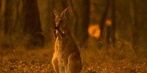 オーストラリア, 森林火災, 動物, 死, ニュース