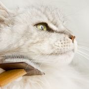 Maine Coon Cat Grooming.