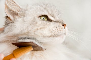 Maine Coon Cat Grooming.