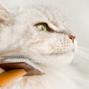 Maine Coon Cat Grooming. Maine Coon Cat Grooming.