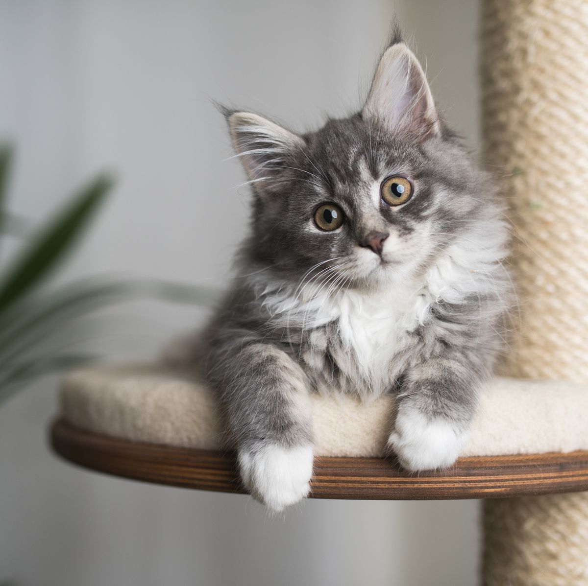 Comprar Poste rascador para gatos en forma de seta con cuerda de sisal  Natural, rascador de garra para gatos de interior