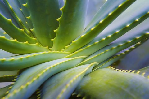 a close up of green aloe vera leaves and its spikes