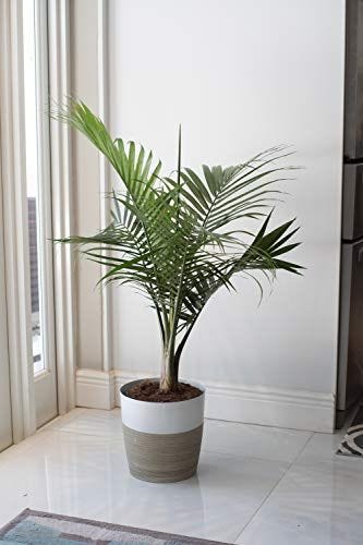 Indoor Palm Plants Care Tips - Types of Indoor Palm Plants