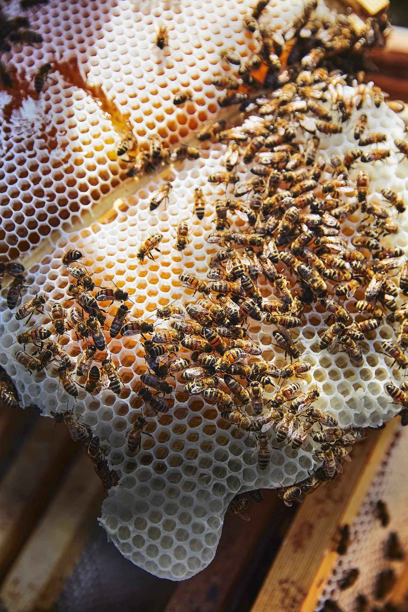 HUNNYBEE Beeswax Pellets 1LB, 100% Organic Yellow Bees Wax for DIY