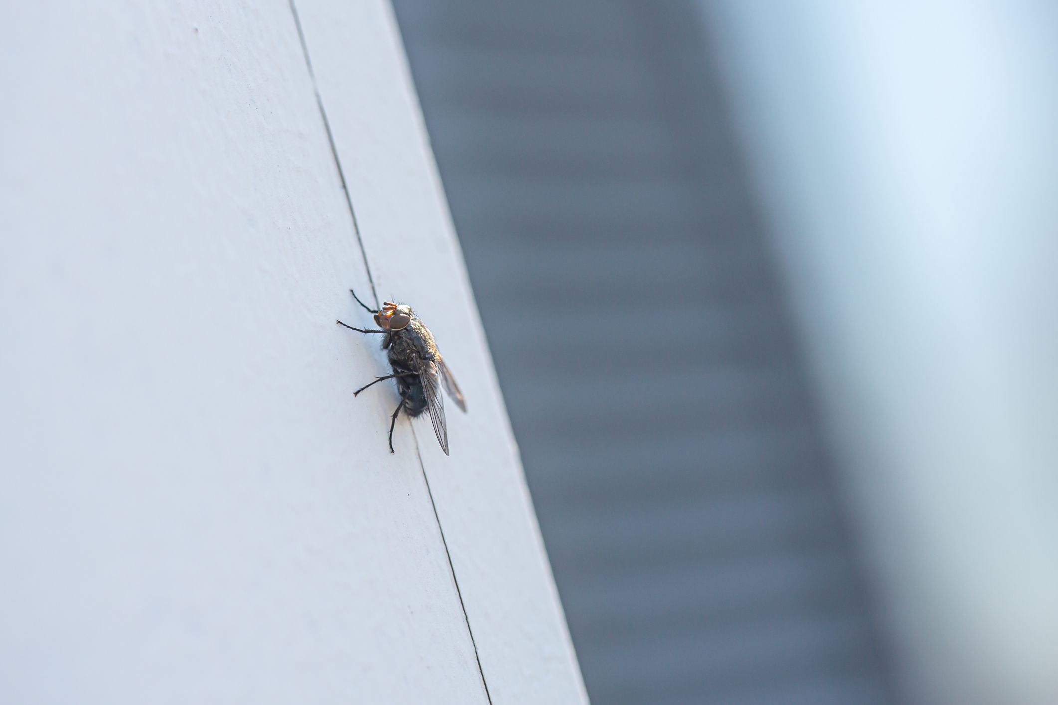 How to Get Rid of Houseflies at Home Naturally
