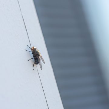 make your home a fly free zone this summer