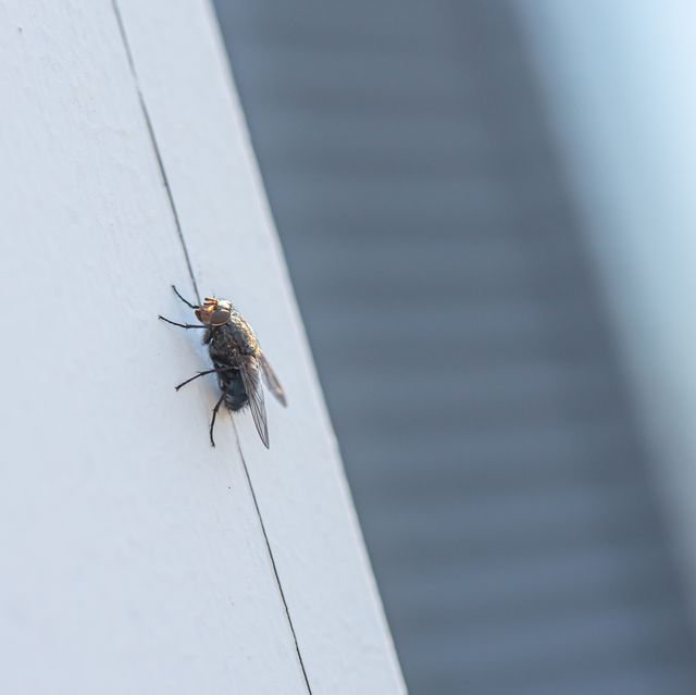 How to get rid of flies in the house - ways to get rid of flies