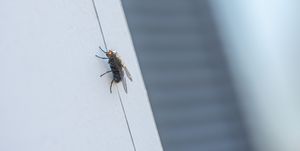 make your home a fly free zone this summer