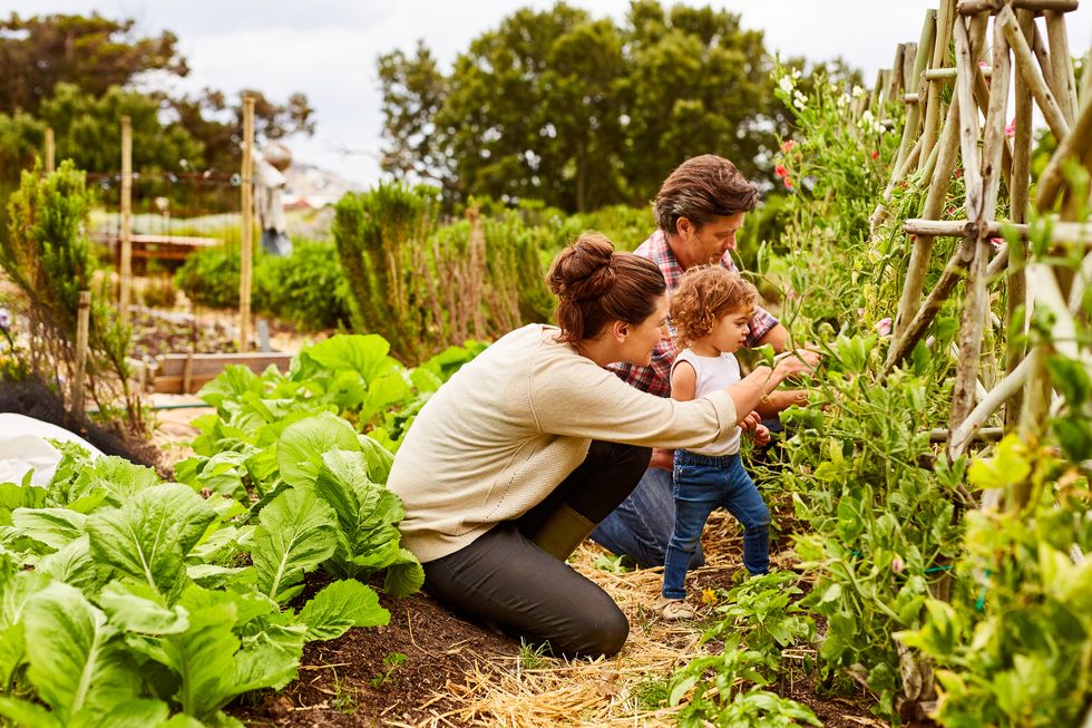 una familia trabaja en un huerto el padre, la madre y una niña pequeña miran una planta de tomates
