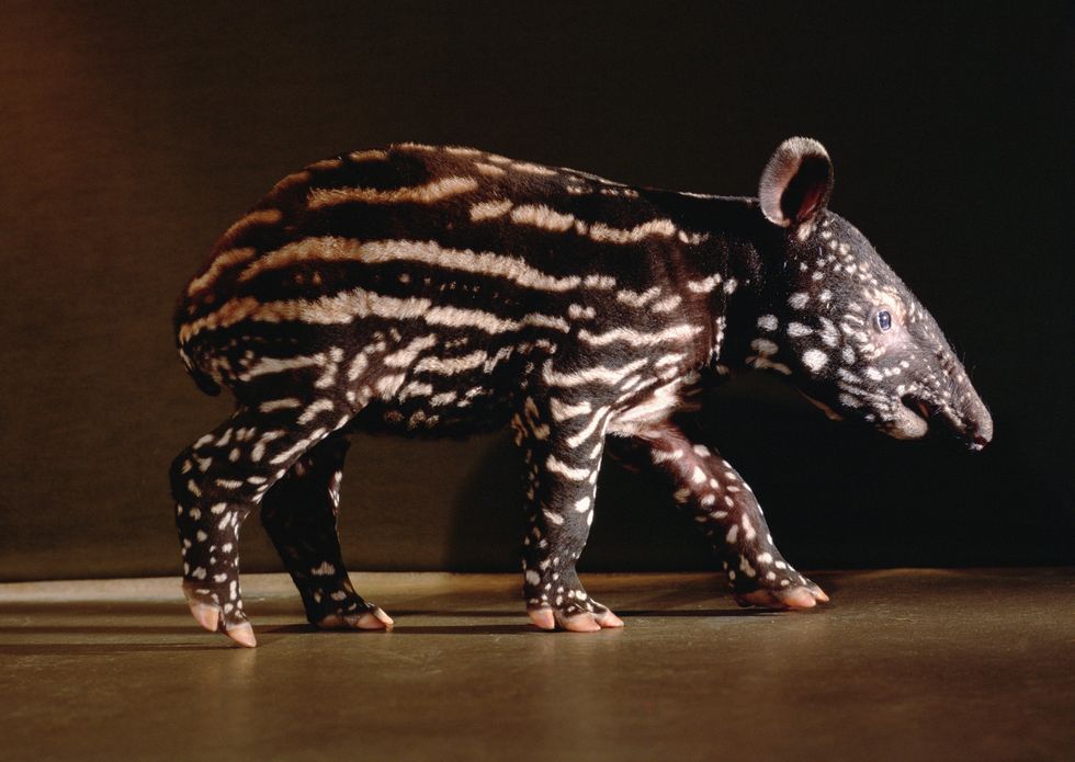Malayan Tapir (Tapirus indicus), baby.