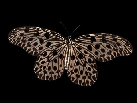 Idea lynceus niet gevalueerd Hoewel deze grote vlinder uit ZuidoostAzi nog niet op de Rode Lijst staat wordt in Maleisi al veel aan bescherming gedaan Zo zijn er kweekprogrammas voor de vlinder en voor de zeldzame plant waarop de rupsen leven