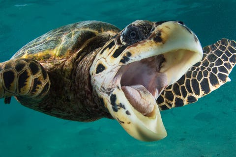 20 Underwater Photos to Celebrate World Oceans Day - Beautiful Sea Life ...