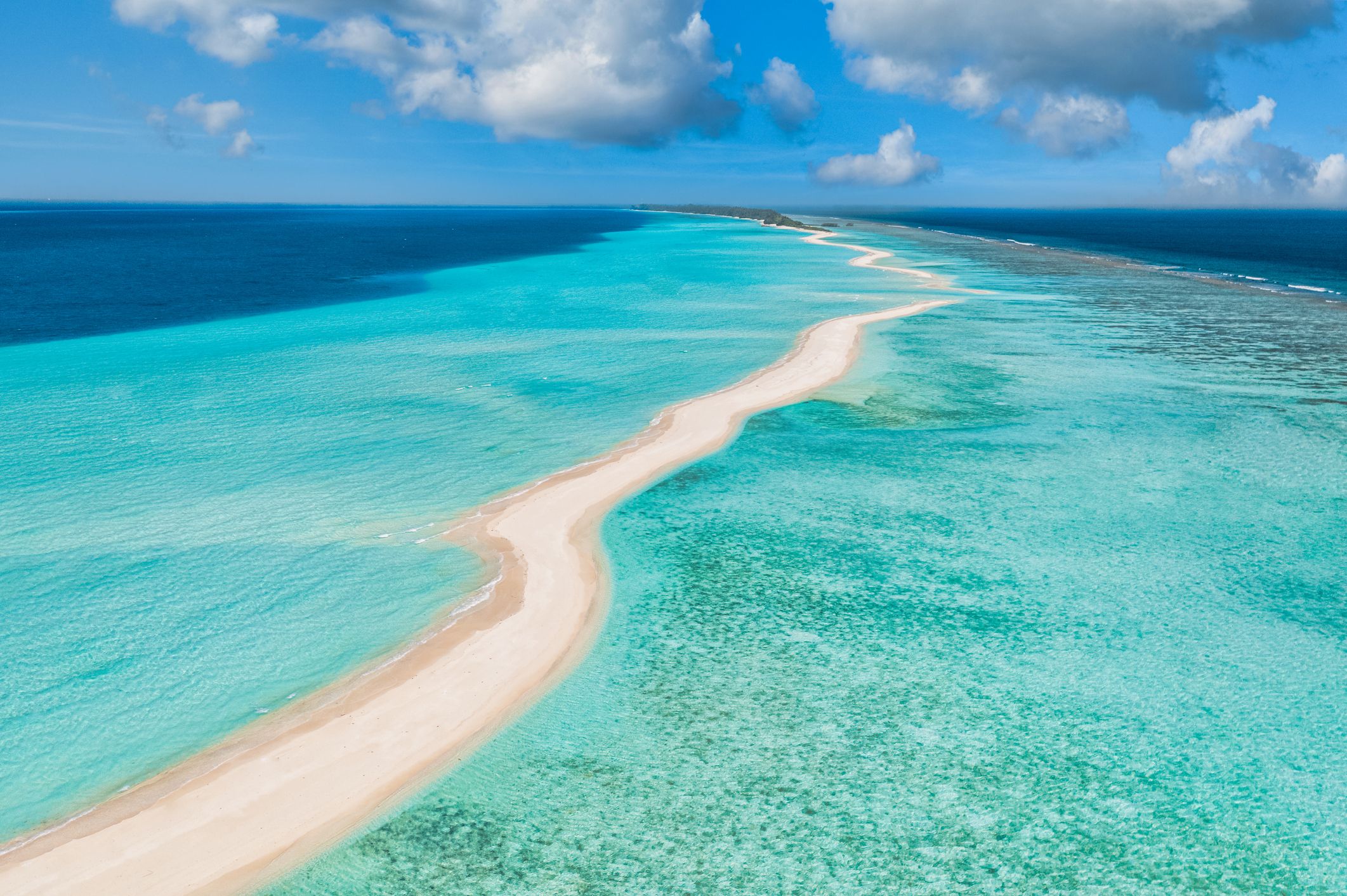 Vacanze di Natale di un capitone: dal mar dei Sargassi a