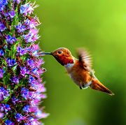 male allen's hummingbird