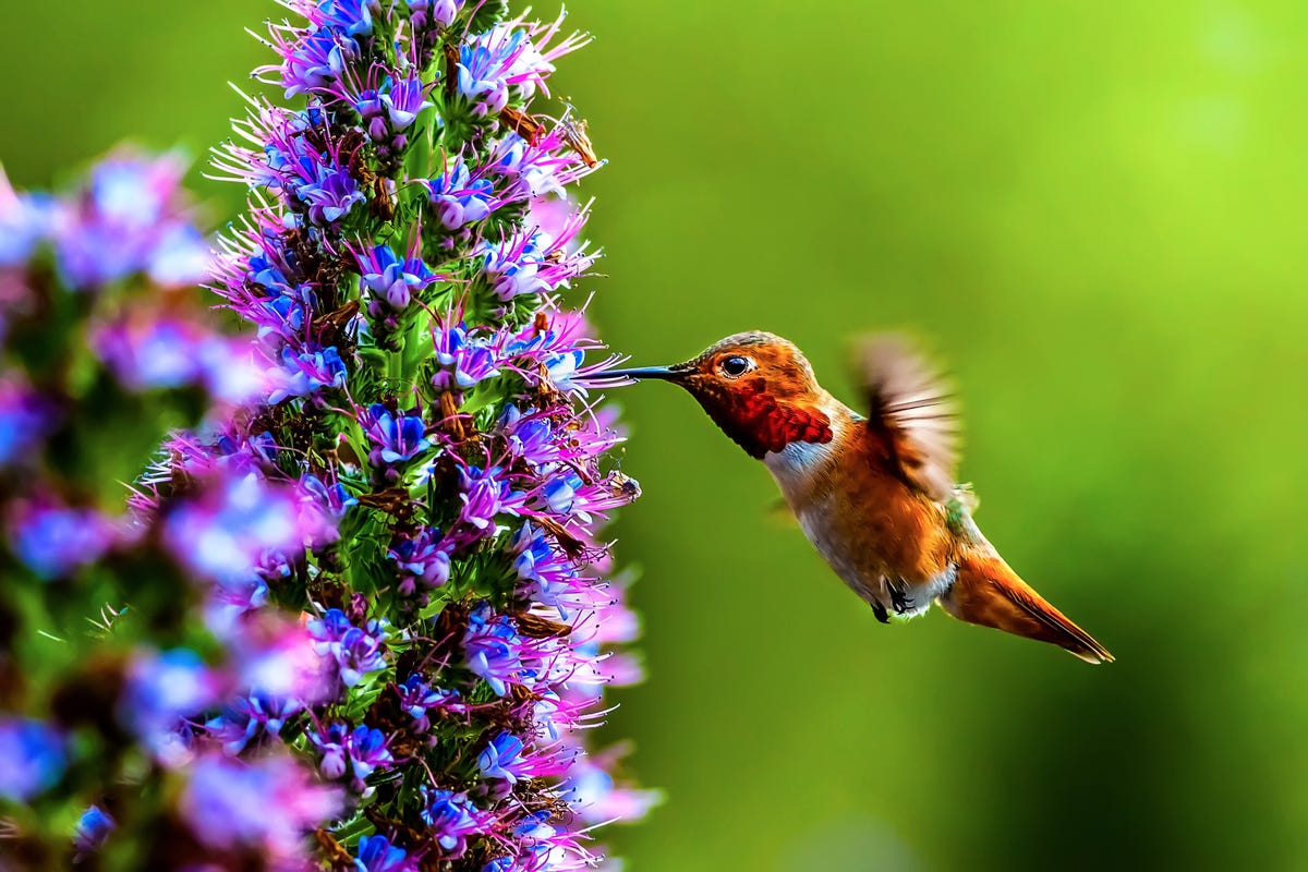 40 Hummingbirds Facts - How to Attract Hummingbirds