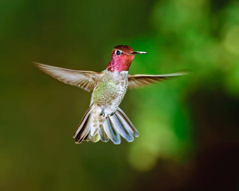 a male anna's hummingbird hovering mid air, arizona, america, usa