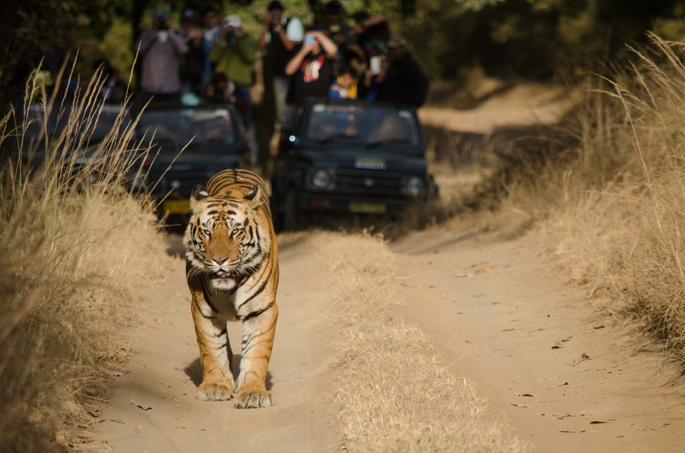 Male Bengal Tiger