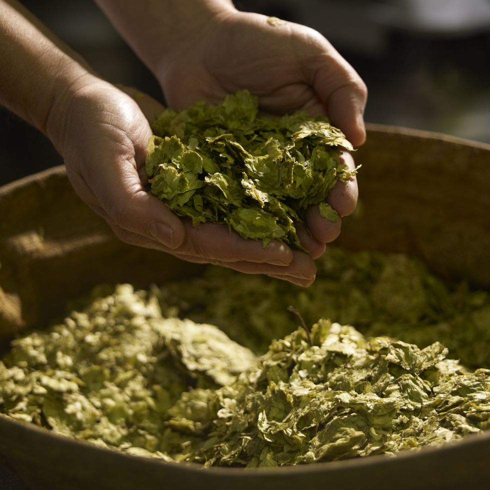 male brewer with handful of hops