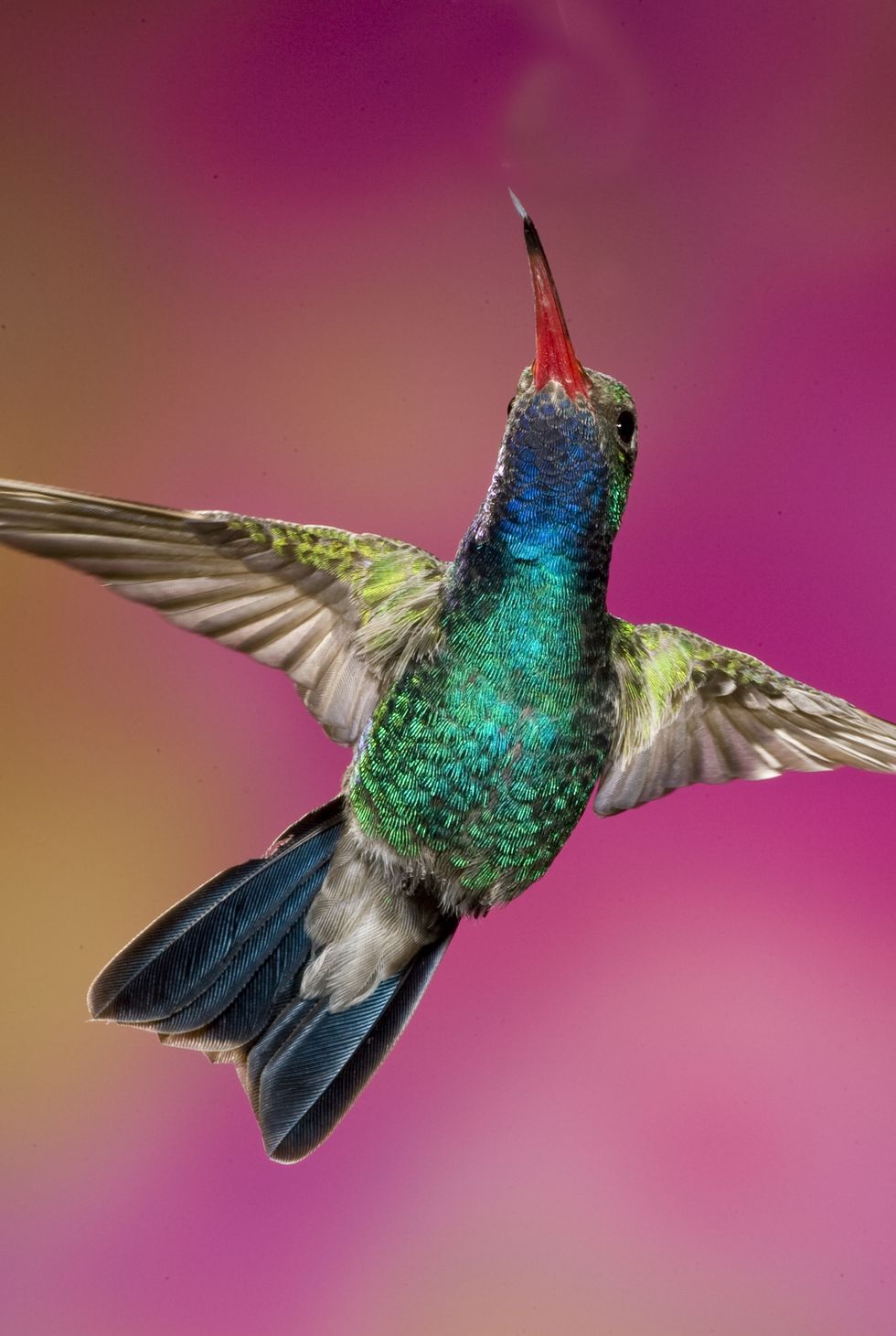 male broad billed hummingbird