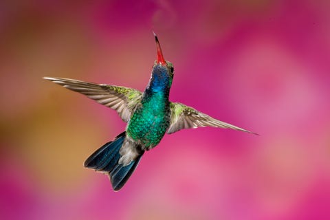 male broad billed hummingbird