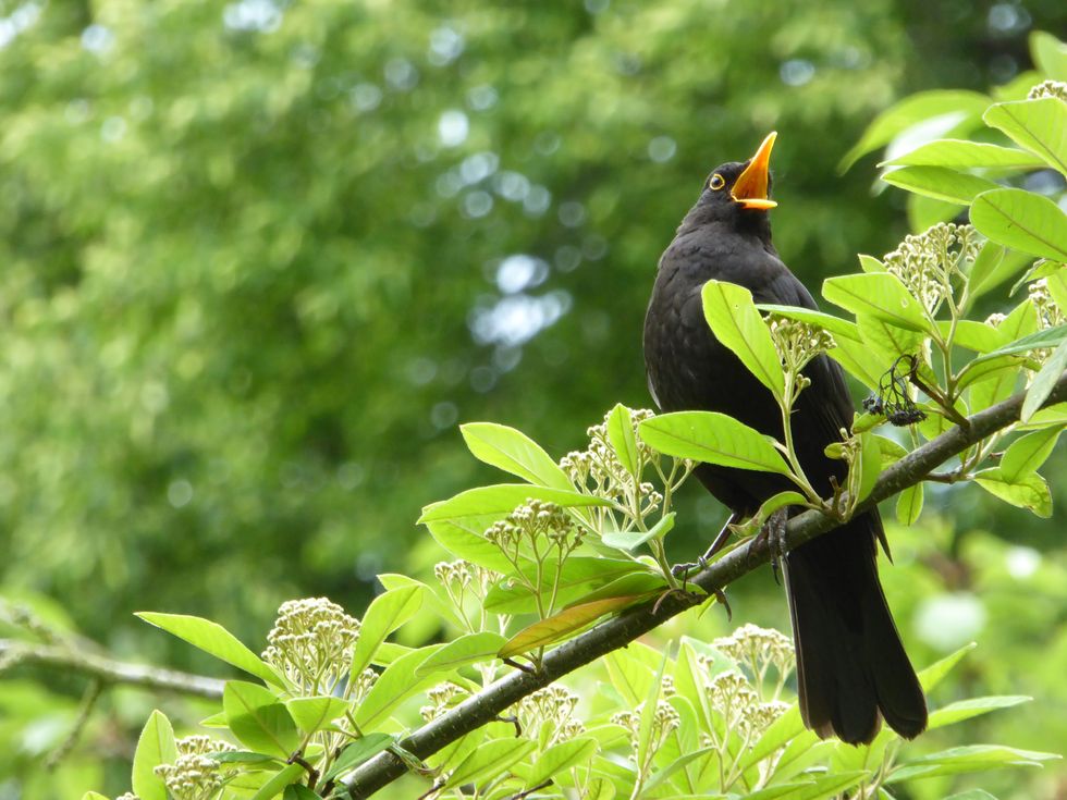Male Common Blackbird Singing in Flowering Rowan Tree - Turdus merula