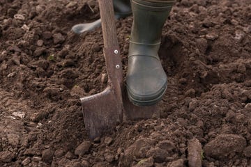 male feet wearing rubber boots digging the ground in the garden bed with an old shovel or spade in the summer garden close up concept of a garden work gardening equipment and a tool front view