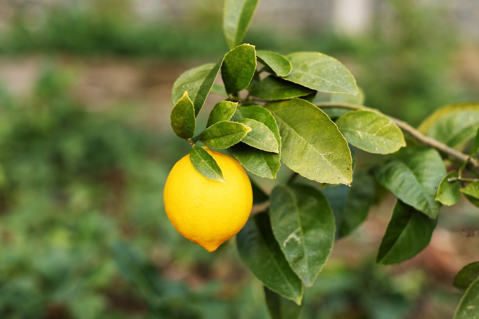 male hands plucking a lemon from a bush close up
