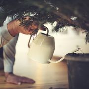 male hands water a potted christmas tree