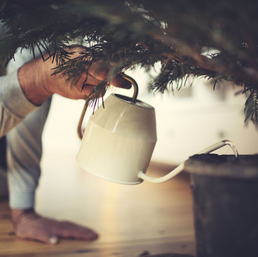 male hands water a potted christmas tree