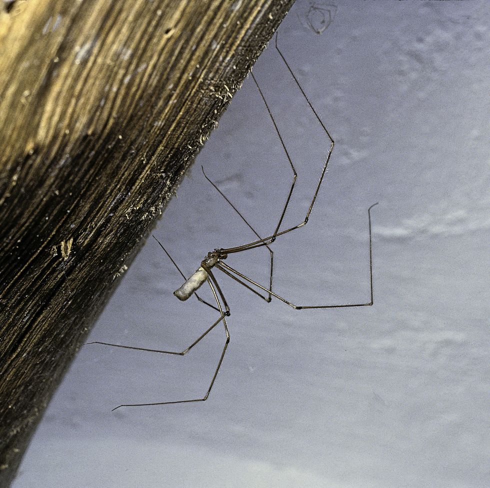(long-bodied cellar spider, daddy longlegs spider) - male
