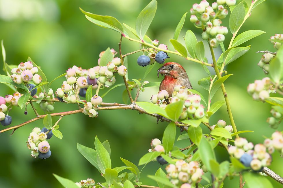 how to grow blueberries wildlife protection