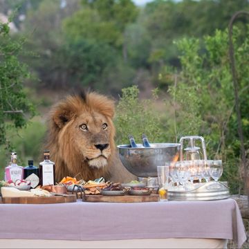 a male lion, panthera leo, stands behind a table filled with drinks and snacks at sunset