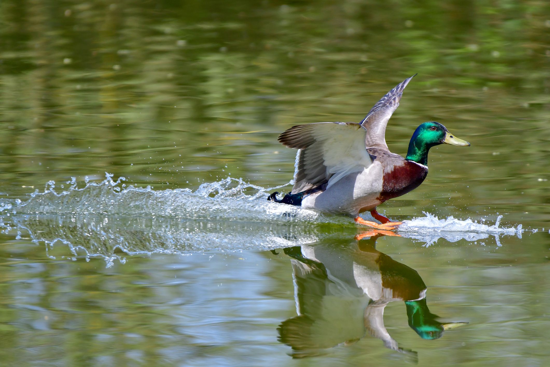 Duck and outlet feather