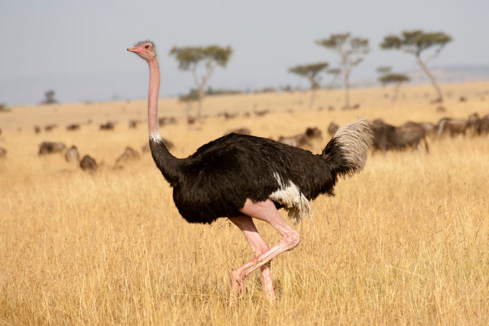 male ostrich