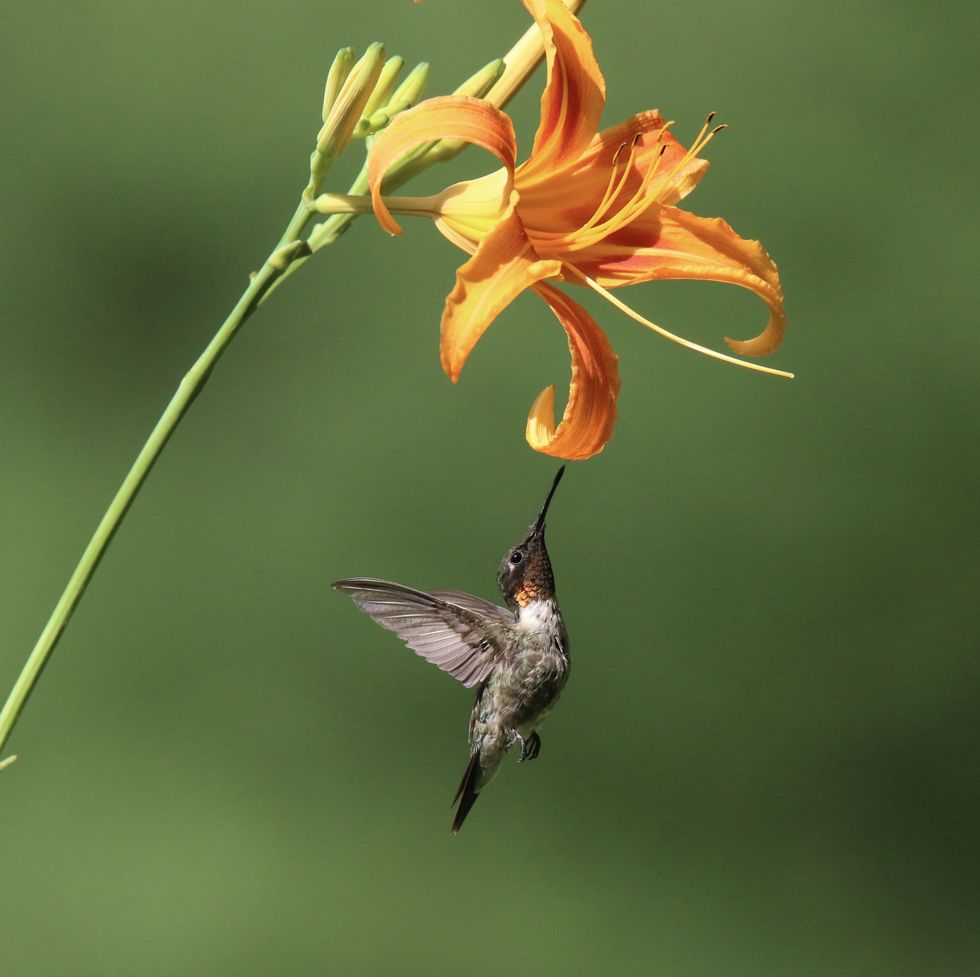 male ruby throated hummingbird visiting an orange day lily to feed